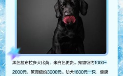 拉布拉多一只多少钱 拉布拉多犬一只多少钱