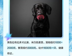拉布拉多一只多少钱 拉布拉多犬一只多少钱