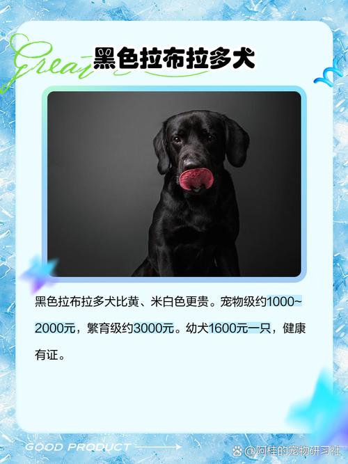 拉布拉多一只多少钱 拉布拉多犬一只多少钱